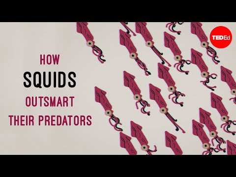 How squids outsmart their predators - Carly Anne York