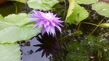 Nuôi cá bảy màu và cá hồng kim trong chậu xi măng trồng hoa súng 2018