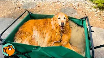 Girl Gives Dog a Mini Wagon. He Can't Believe It | Cuddle Buddies