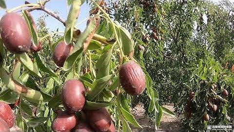 Đến vườn Táo Đỏ Nhược Khương Tân Cương