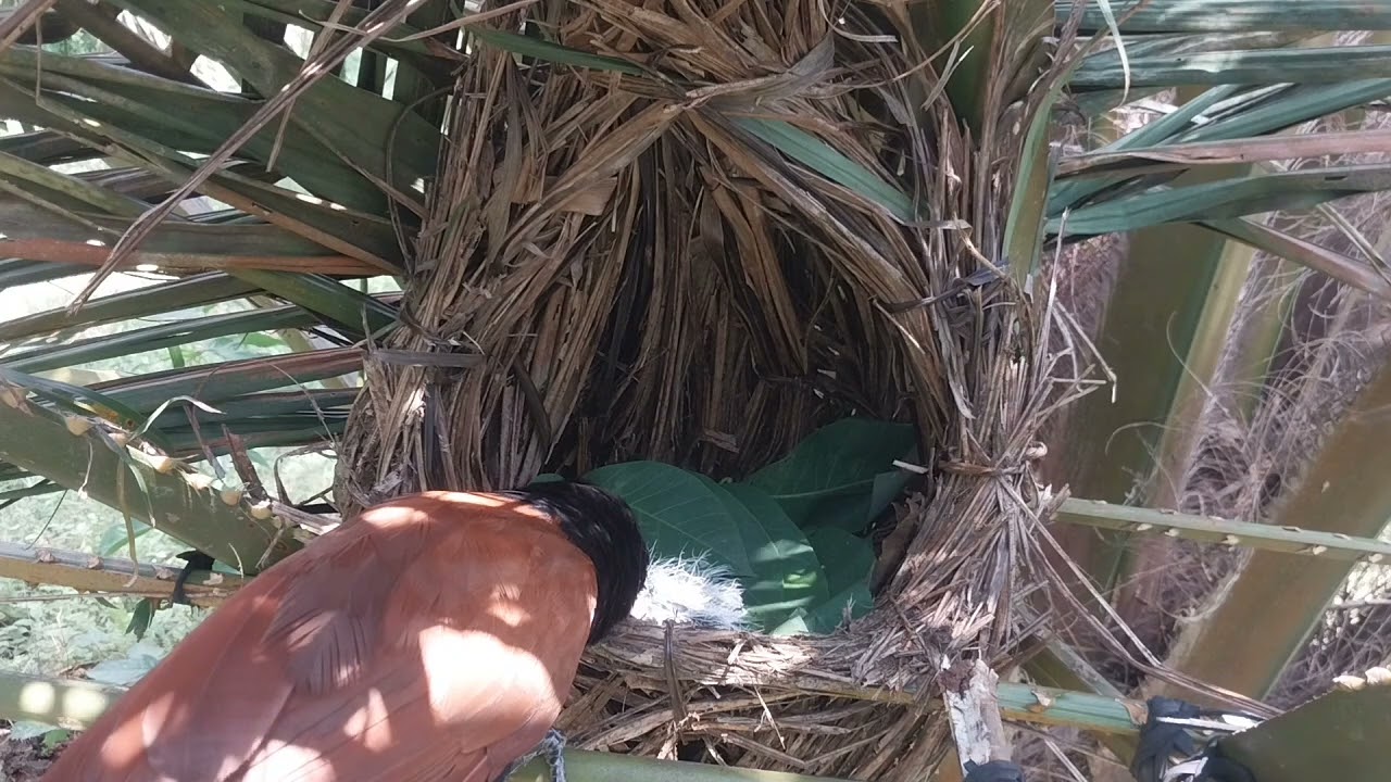 anak bubut masih bayi diberi makan induknya