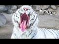 出張先のホワイトタイガーが可愛すぎるあくびを披露してくれました！🐅【東武動物公園コラボ】