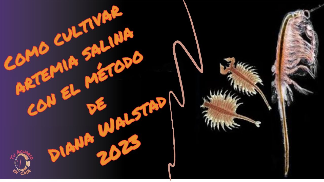 Como criar artemia salina con el método de Diana Walstad
