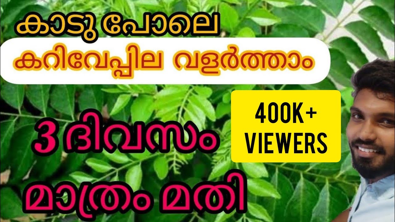 കറിവേപ്പില ഇനി വെറും 3 ദിവസം കൊണ്ട് വളർത്തിയെടുക്കാം|Easy way to Cultivate Curry Leaves in 3Days