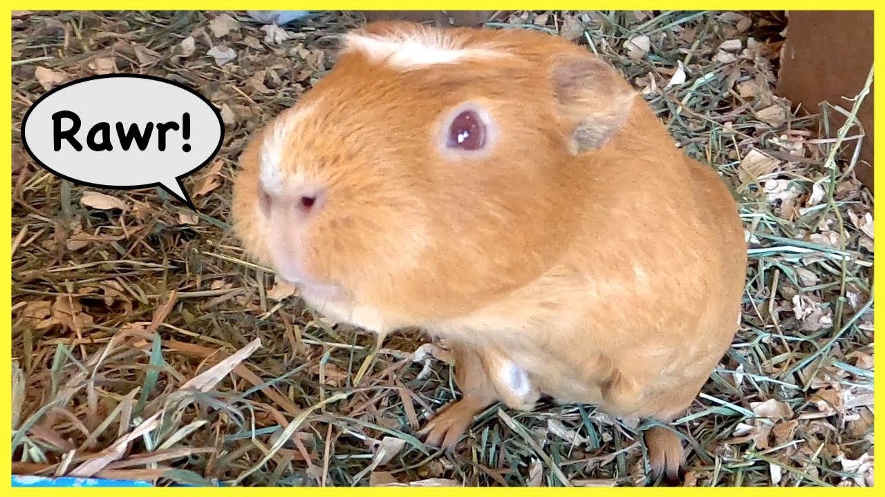 Guinea pig behavior and what it means YouTube