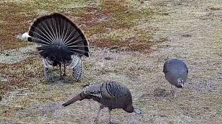 That's One Big Bird!  The Turkeys Are Back Again In My Yard.... by Fishing Buddy *PH*🇵🇭 61 views 1 month ago 1 minute, 31 seconds