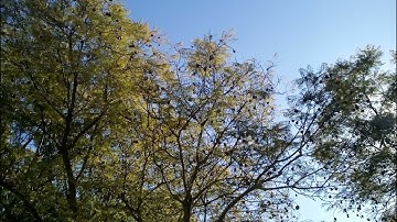 Surah Saffat by Ahmed Nufays سورة الصافات أحمد النفيس