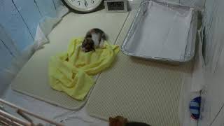 Miaouの配信のサムネイル画像