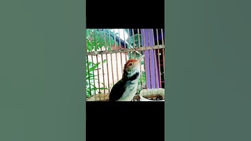 tembakan pedas prenjak luumut#prenjaklumutgacor #prenjakmerah #prenjakgunung #shorts