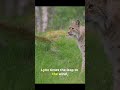 Wait For It… Lynx vs Eagle Cliff Ambush