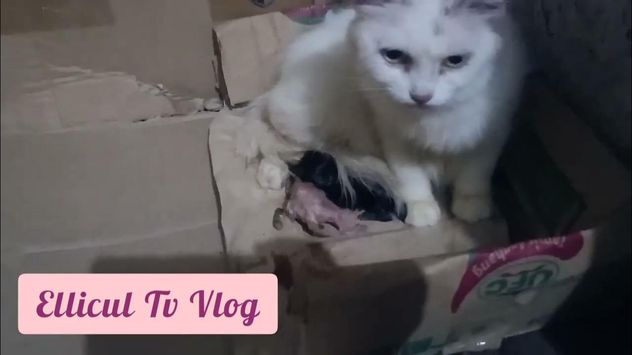 Persian Cat give Birth, first baby eaten 😧 YouTube