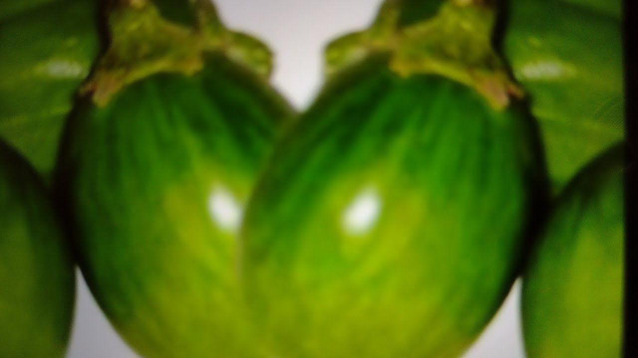 Lavoura de jiló como ter frutos graúdo quais os adubos @marcosbrugneroto