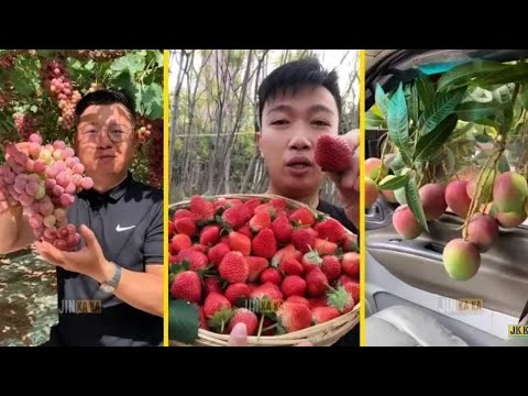 فيديو: كم يصنع مزارع الفاكهة؟