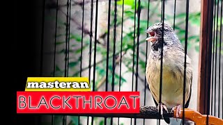 Blackthroat bird singing clear voice long duration masteran bird chirping, birdsong bird sound 014