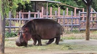 하마 먹는 모습 big hippo eating food