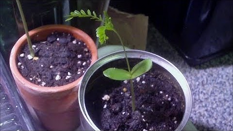 How to grow Locust Trees from Seed