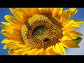 The life cycle of 3 sunflowers during lockdown 2020 (in time-lapse, video and stills)