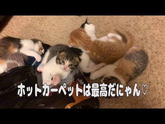 【子猫】ホットカーペットは最高だにゃん♡【スコティッシュフォールド】