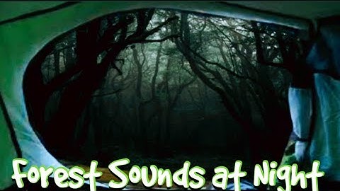 Night Forest Sounds Jackals calling owls hooting wolves howling!!!