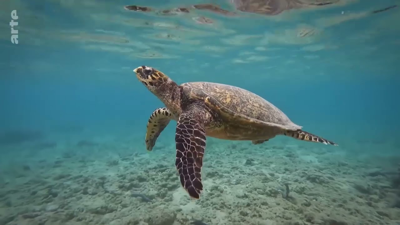 Die Insel La Réunion ¦ Doku HD ¦ ARTE