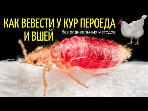 Что делать, если у кур выпадают перья / Избавление от пероеда, вшей, клеща