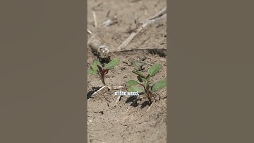 Start spraying your post-emerge herbicides early!