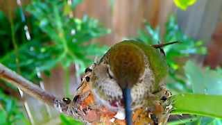 BRAND NEW HUMMINGBIRD BABIES!  Too cute for words!  Take a look!