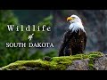 WILDLIFE (4K UHD) ★ The Beauty of South Dakota ★ With ♫ ♬ Calming Music ||► 18 min 🇺🇸