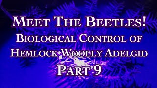 Meet The Beetles! Biological Control of Hemlock Woolly Adelgid Part 9