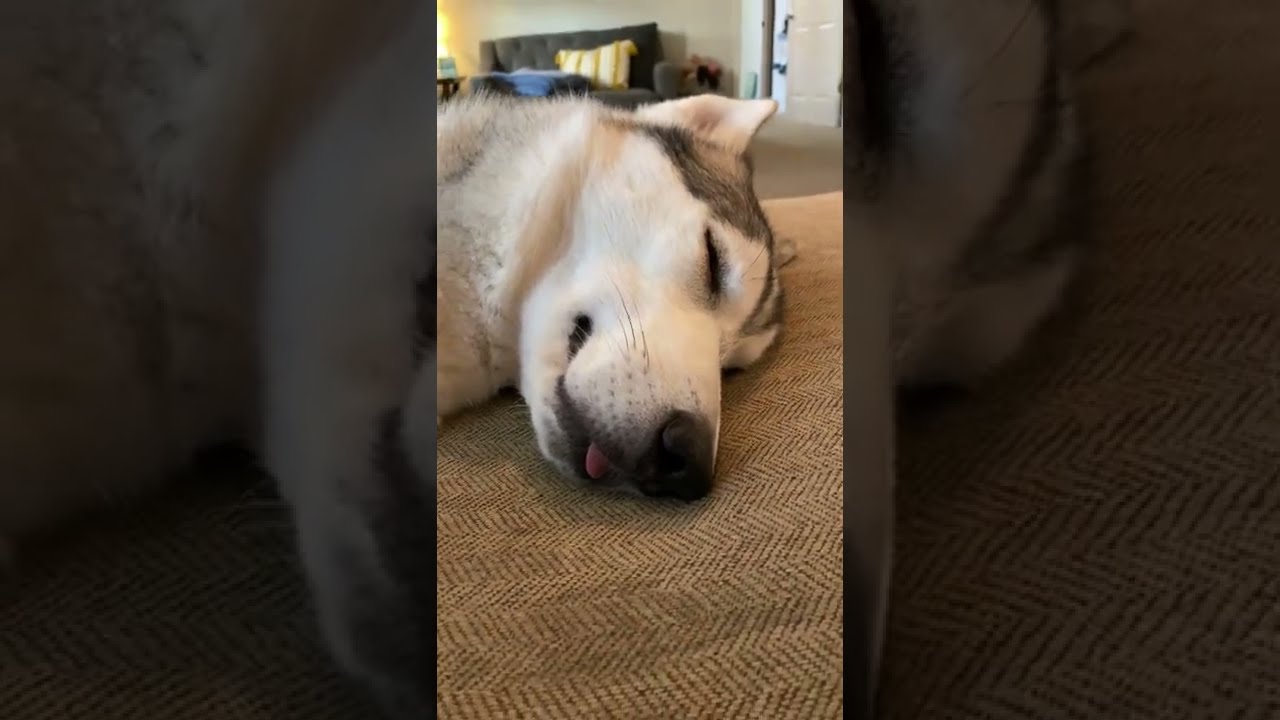 Утренняя рутина для хаски!!!