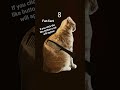 it is true#cat