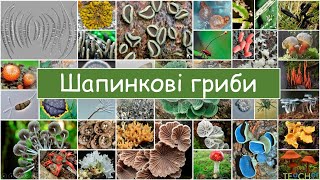 картинка: Шапинкові гриби