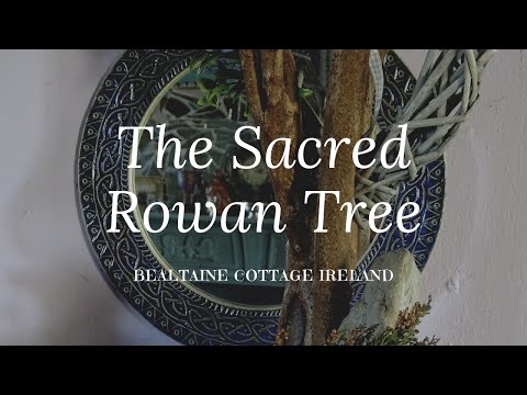 Video: Tử Vi Druid: Rowan
