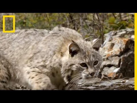 Vidéo: Les lynx roux peuvent-ils avoir une queue ?