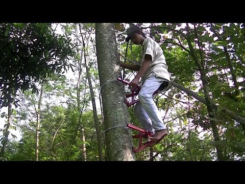 Mesin Pemanjat Pohon Kelapa  Video Kreatif Lucu Doovi