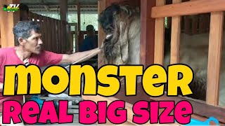 MONSTER KEPALA MEREH  || SURO THE REAL BIG SIZE