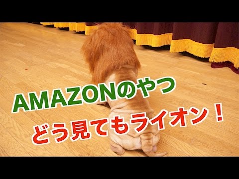 Amazonの犬用ライオンたてがみをブサイク犬につけたら まさかの展開に 138 Youtube