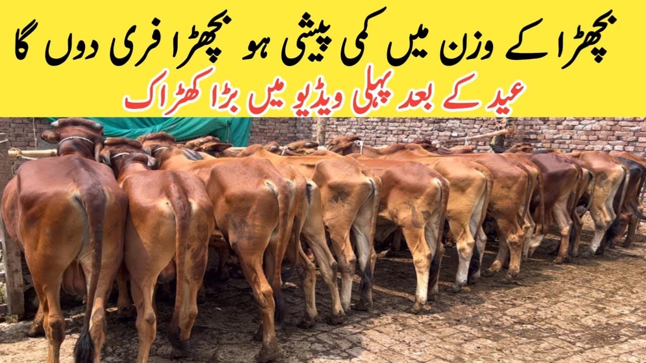 cattle fattening business plan in pakistan