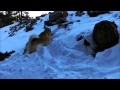 Scouting for catamount with West Siberian Laika (западно-сибирская лайка) "Ike"