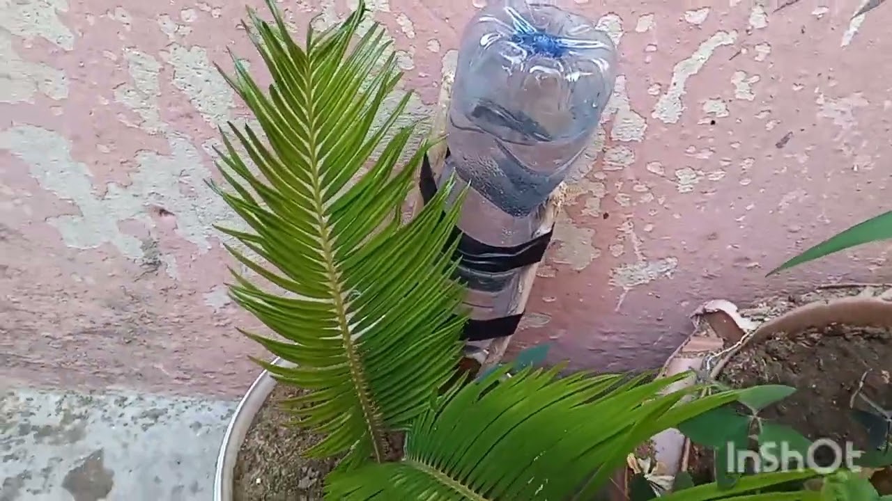 سقي النباتات بتقطير قطرة قطرة هادي الطريقة أثناء السفر