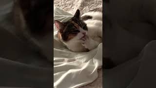 Чтобы Быть Красивым Нужно Умываться #Catwash  #Cat #Cats