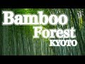 [VR] Walking around BAMBOO FOREST in Kyoto [180°]