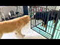 飼い主を亡くした老犬バーニーズとびすけが初対面したらヤバい雰囲気になりました