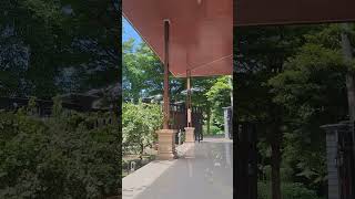 Download Lagu Suara kicau burung dan alam pedesaan dari teras rumah - LIVE MP3