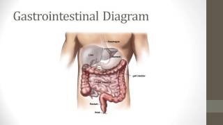 Gastrointestinal System: HTS module 8