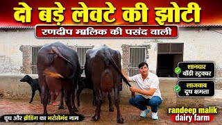 दो बड़े लेवटे की झोटी रणदीप मालिक की पसंद वाली || Randeep malik dairy farm ||
