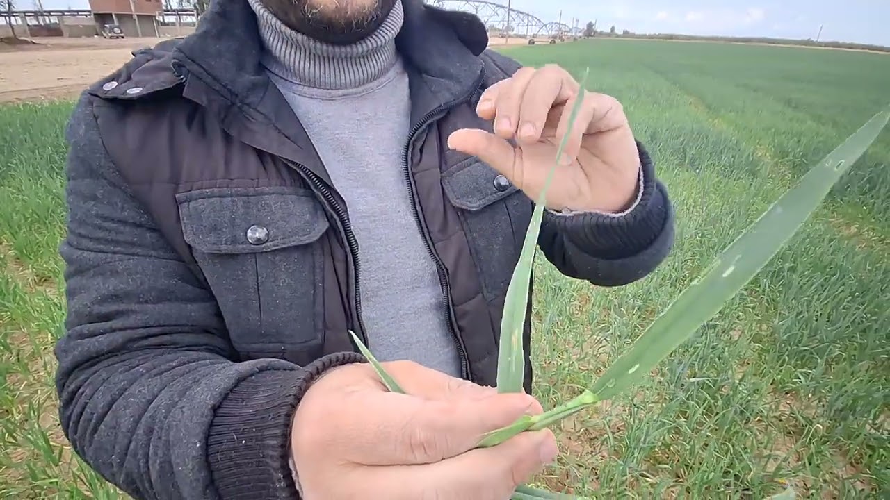 إصفرار القمح وعلاجه وتأثير الديدان والمن على القمح وعلاجه|الناشط الزراعي م/محمود راغب