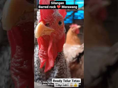 ayam dwiguna 🥚🐓#shorts