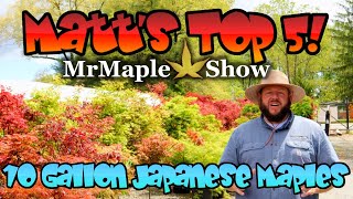 Matt’s Top 5 (10 Gallon) Japanese Maples!