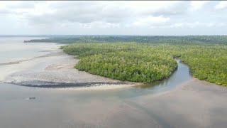 Saking Banyak Kepiting Dalam hutan Mangrove Warga Bingung